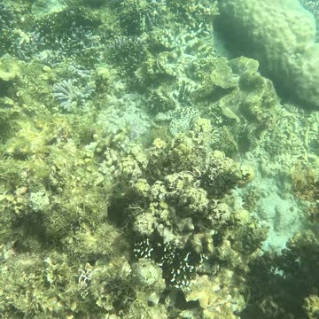 Amazing, Giant Clams! ❤️