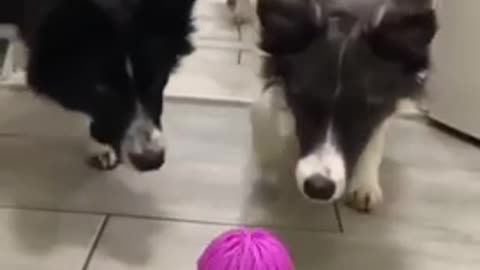 Funny dogs