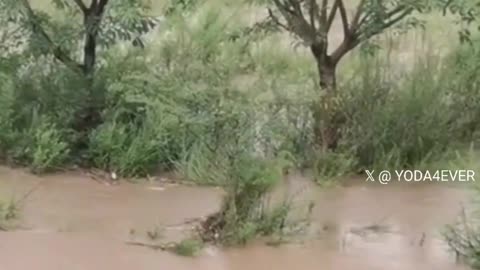 Mother dog jumps into floodwaters to save her puppy.
