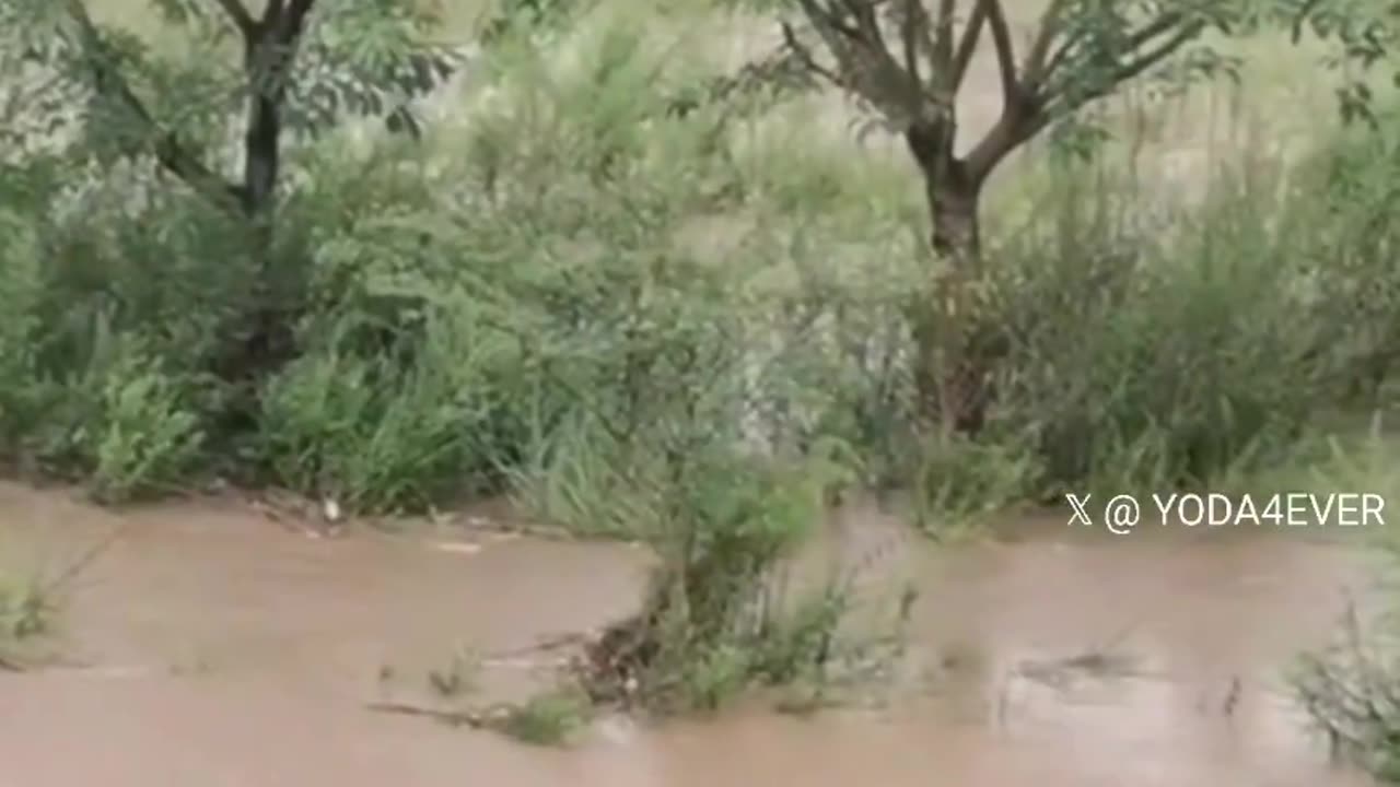 Mother dog jumps into floodwaters to save her puppy.