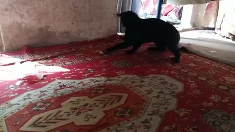 This black cat play mouse this cat and mouse are friends