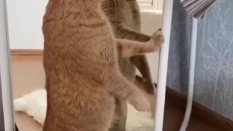 Mirror mirror who is the funniest cat ever