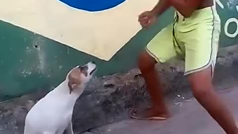 Dog dance with small boy.