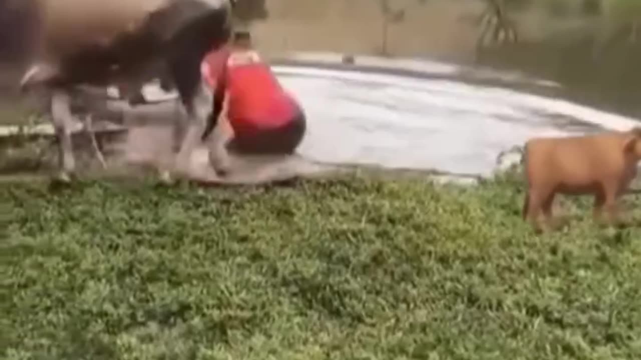 Funny video