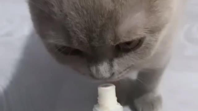 kitten taking yoghurt