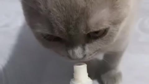 kitten taking yoghurt