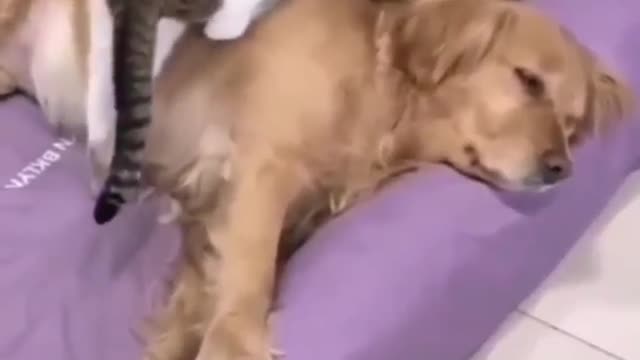 dog does not give peace to the cat