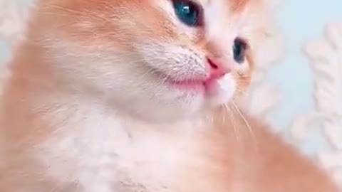 Cute cat