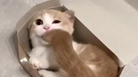 Cute cats | Funny cats | Videos for cat lovers