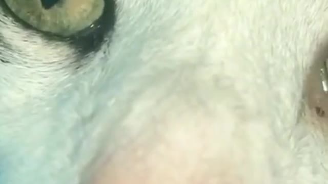 Curious cats, cats are more amusing than their daily lives