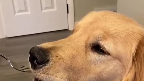 wildanimalsdoingthings - 10 10 gentle boi (ig @retrievinghudson)