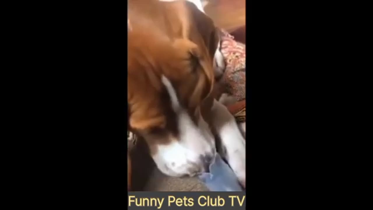 Funniest CATS and DOGS 2024 Videos😅 Best Funny Animal Videos 😇 #31