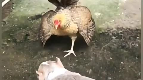 Funny Dog And Chicken Fighting 🐱