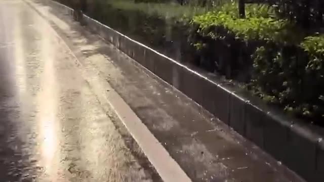 Rainy road tree