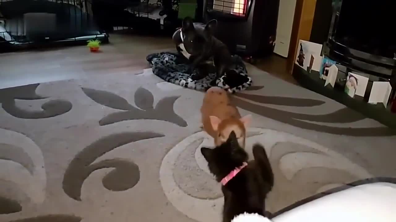 Cat and pig war