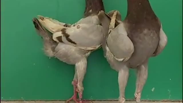 chicken pigeon hybrid