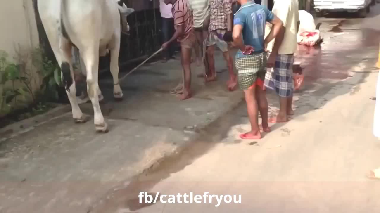 . Try not to laugh. Funny bull