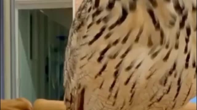 Best Funny Animal Videos of the year (2021), funniest animals ever, relax with cute animals.