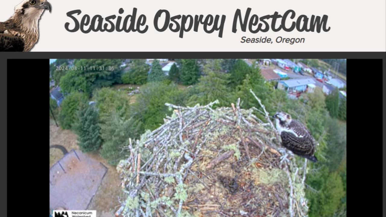 Live Osprey Cam 4