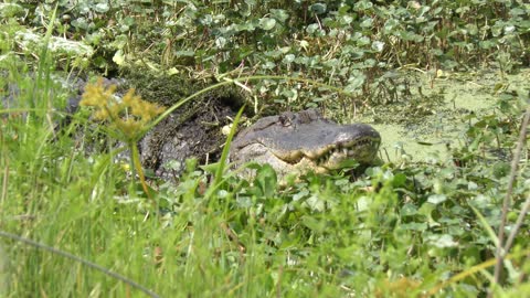 Large alligator opens its mouth wide