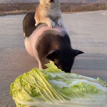 what are you doing doggie?