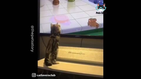 Cute cat helps Tom to catch Jerry