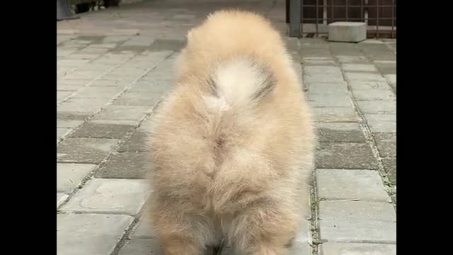The most most most and most funny dog .