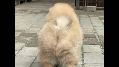 The most most most and most funny dog .