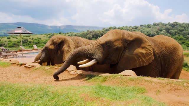 FEEDING ELEPHANTS