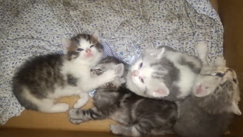 Kittens sleep like babies