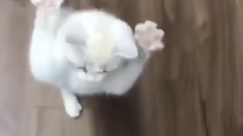 Cute kitten plays standing with its owner following him in the same position