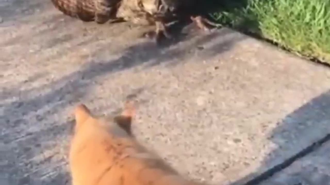 Cat vs Owl