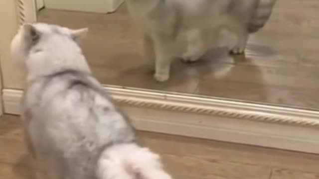 What kind of cats are old