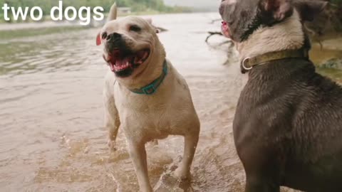 Two cute dogs are in love with each other