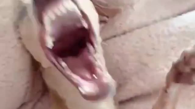Funny dog reaction #funny moment