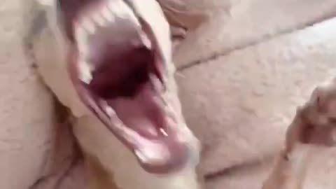 Funny dog reaction #funny moment