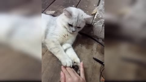 Cat Reaction to The Finger - Funny Cats with The Finger