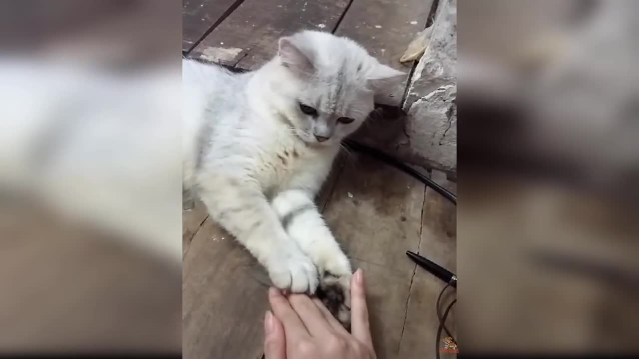 Cat Reaction to The Finger - Funny Cats with The Finger