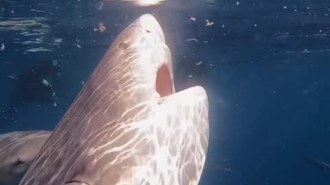 Wildlife