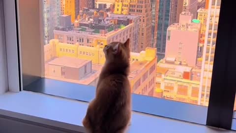 When your cat is too obsessed with the view so this is the only way to get him to play with you