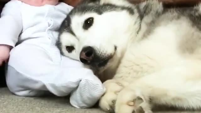 Funny Dog Videos 2021 It's time to LAUGH with Dog's life117