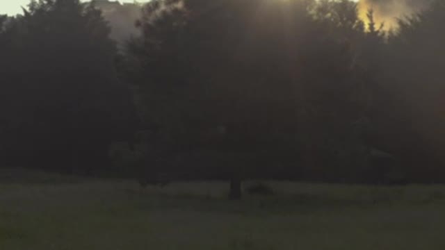 Tree on a meadow in a cloud forest at sunrise