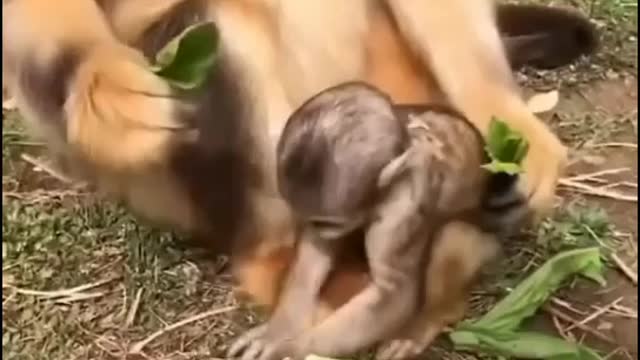 यम यम मजा आरा