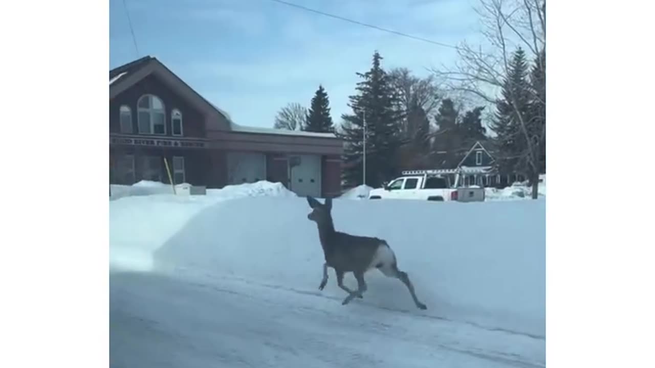 Deer is in danger...