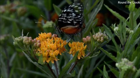 Colourfull Butterfly