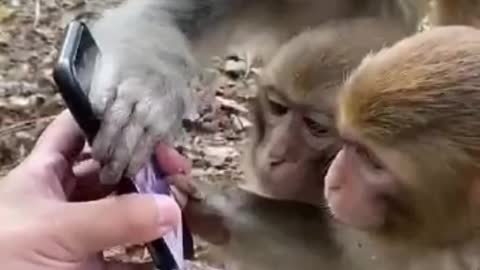 Funny Monkey watch video on youtube