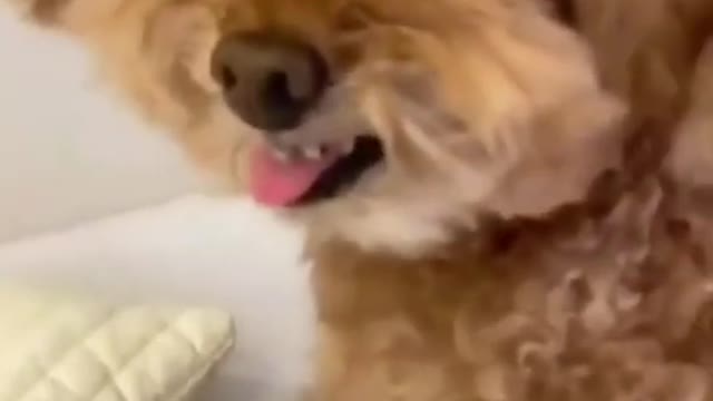 Ultimate Baby Dogs - All time Cute And Funny Dog Videos Compilation