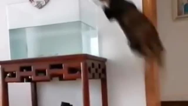 A cat jumping in water