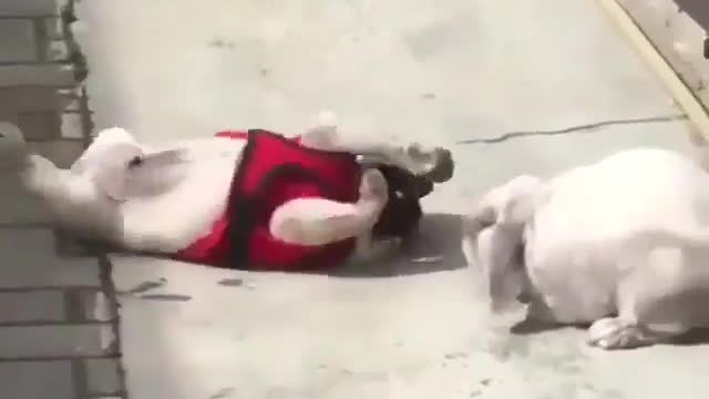 Funny animal stories