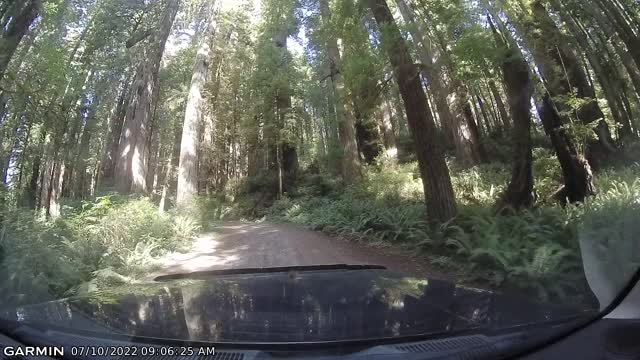 California Redwoods Prairie Creek Redwood Park Video 1